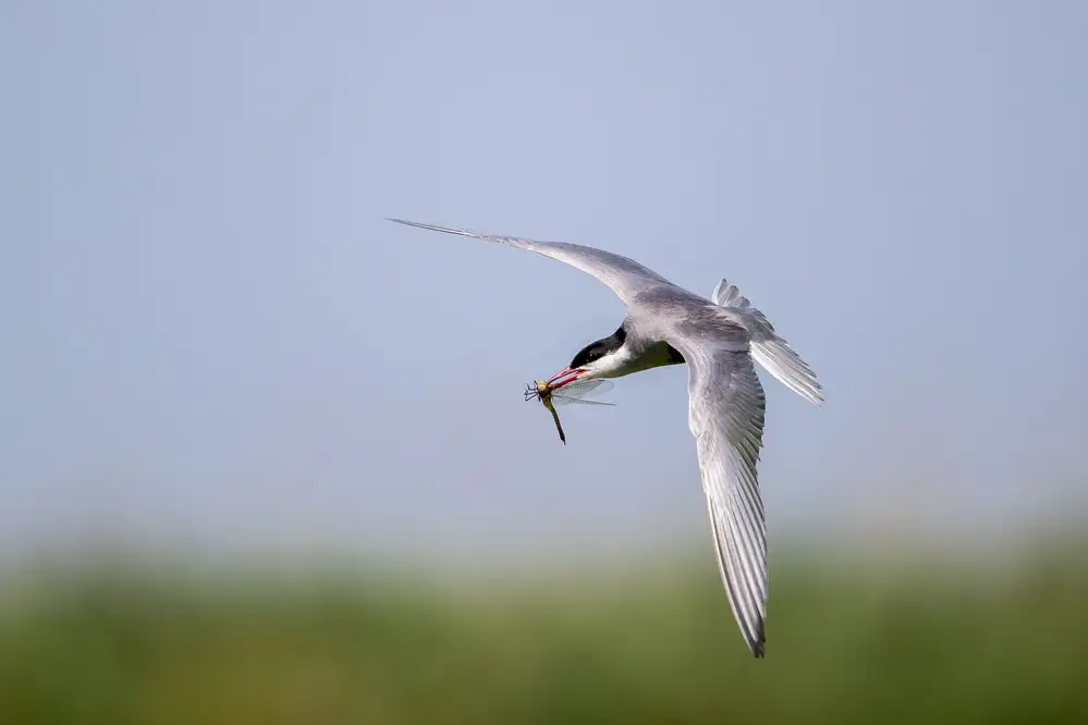 Simone, De Ciro: Sterna hirundo