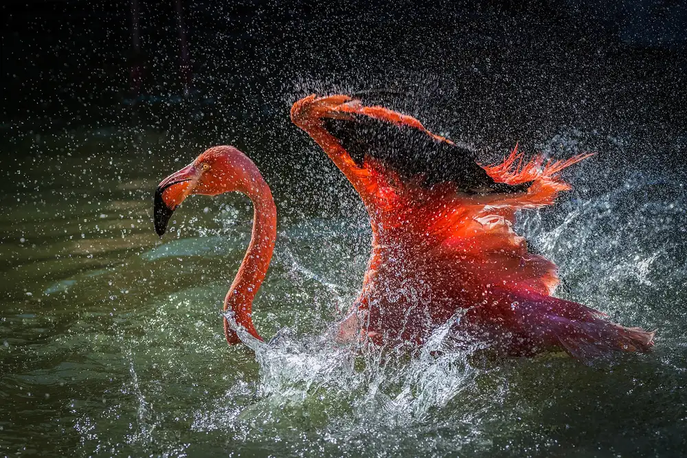 Yang, H David: Fire On Water