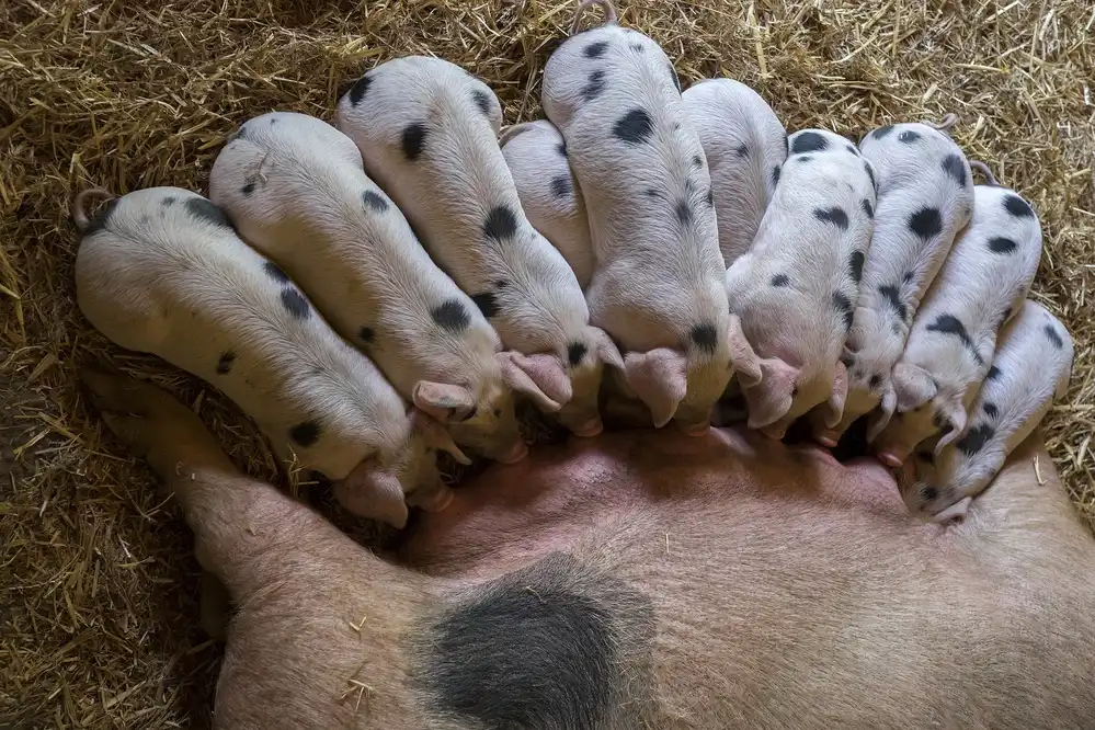 Bosch, den Gert: The milkbar is open