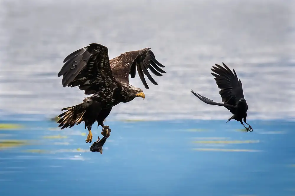 Yang, H David: Crow Intercepting Bald Eagle