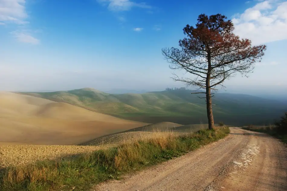 Kravanja, Jure: Árbol solitario