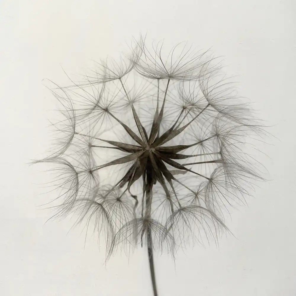 Grønkjær, Lotte: Tragopogon