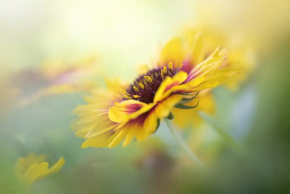 Parker, Jacky: Gaillardia