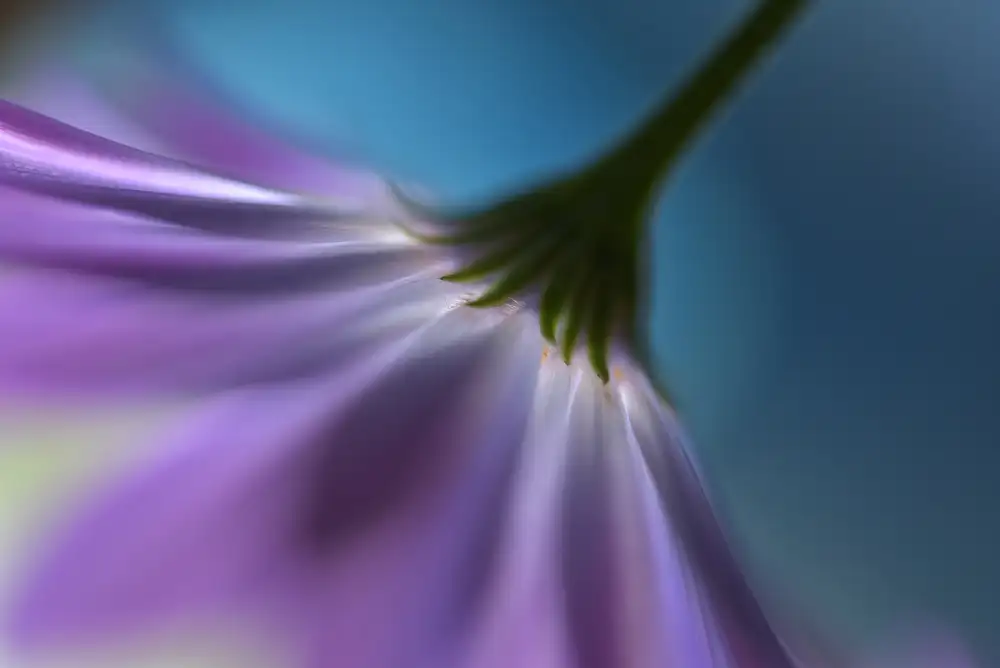 Westum, Heidi: Marguerites lumineuses