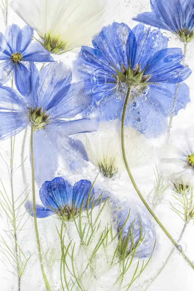 Disher, Mandy: azul cosmos