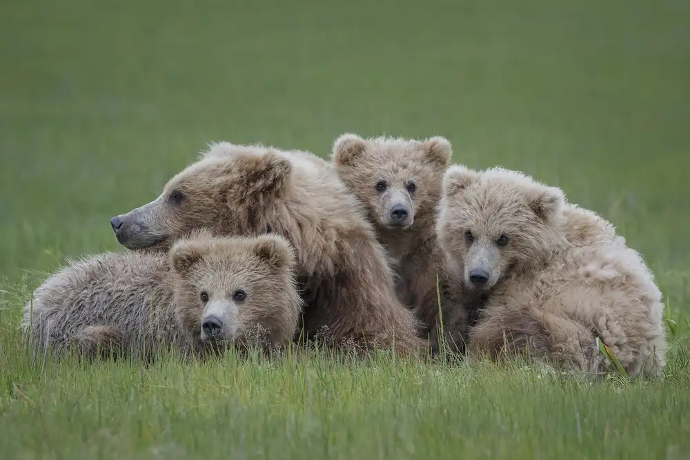 Doyle, Renee: Bären-Huddle