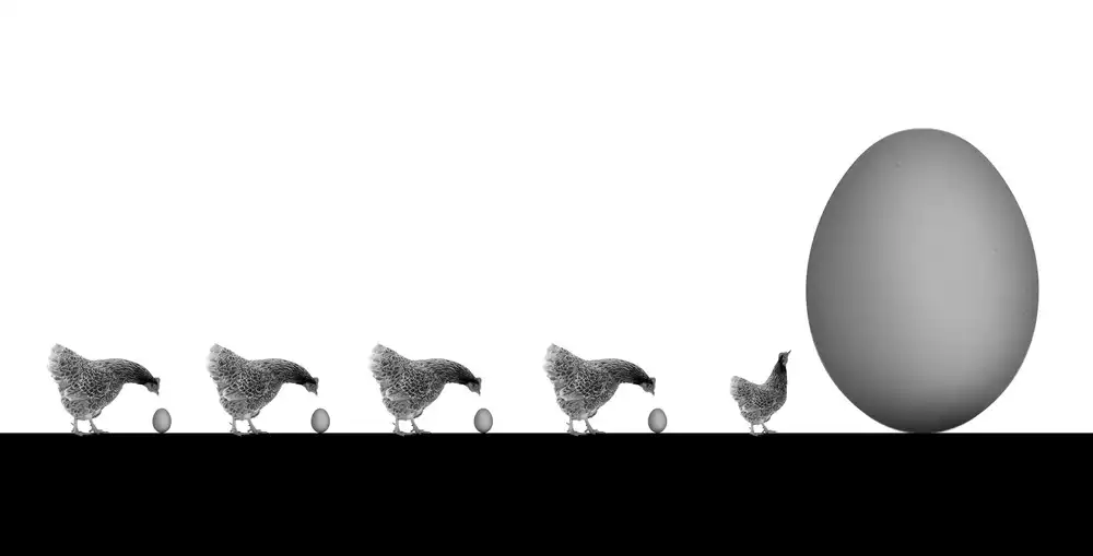 Humusak: les poules