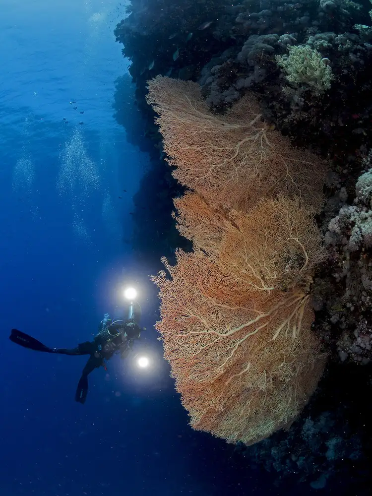 Tov, Ben Ilan: Gorgonienkoralle und ein Unterwasserfotograf