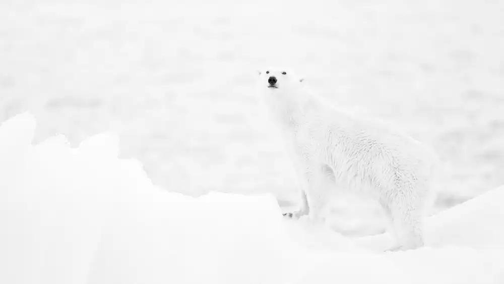 Raga, Gil Joan: Polar bear in b&w