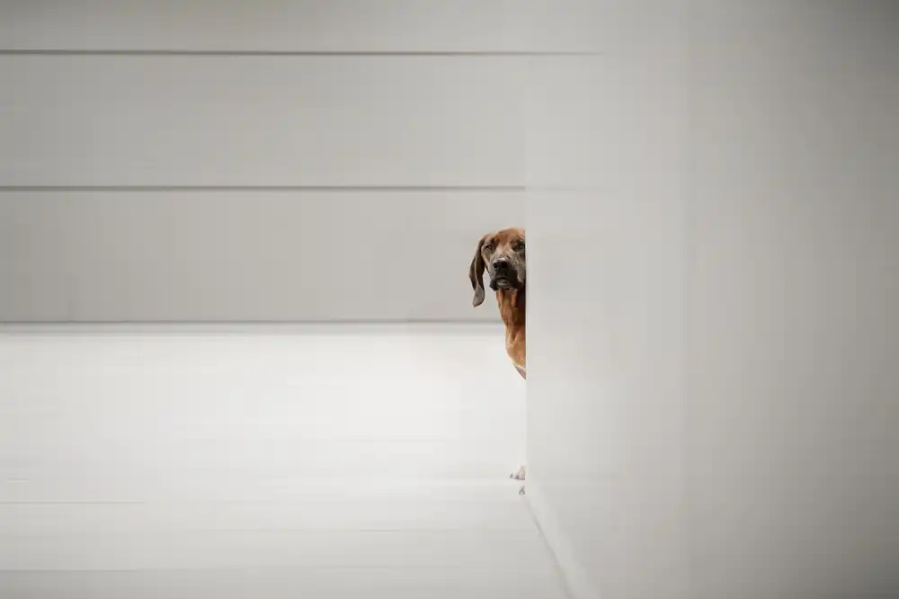 Willers, Heike: Minimalismus