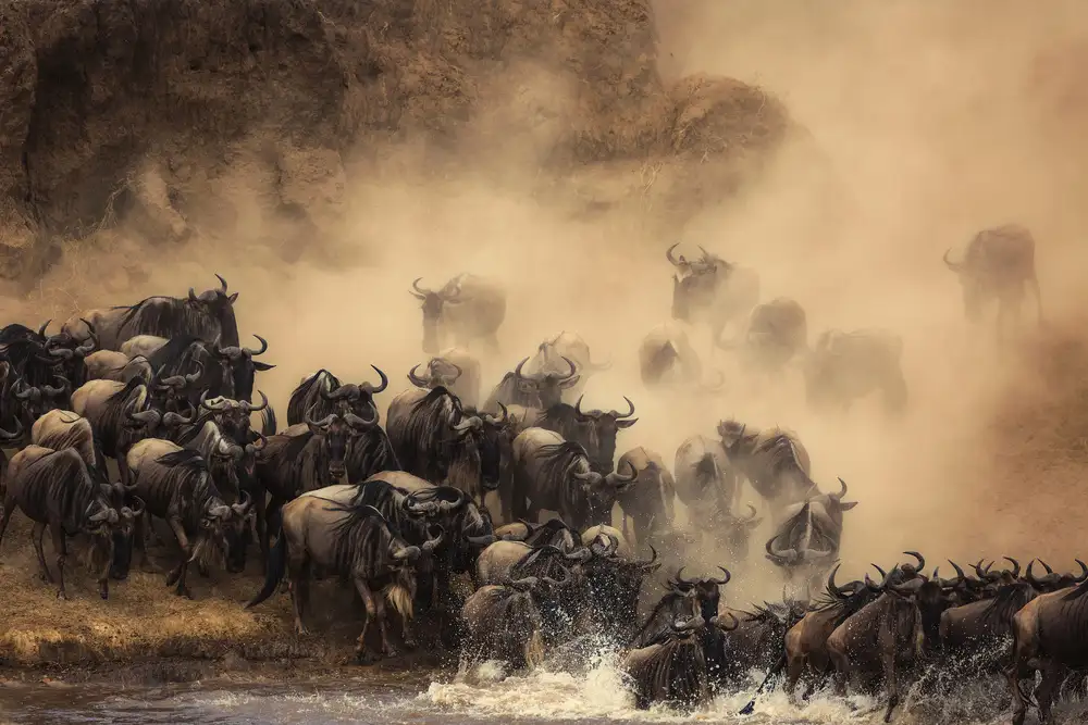 AlFazari, Waheed: The Crossing