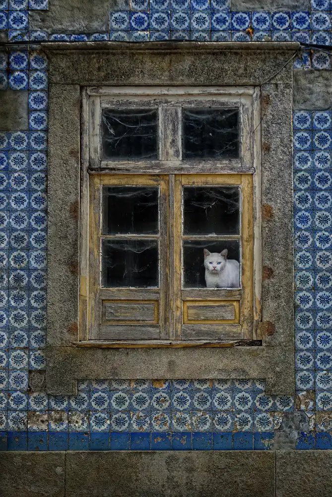 Lobato, C. Jose: Le chat à la fenêtre