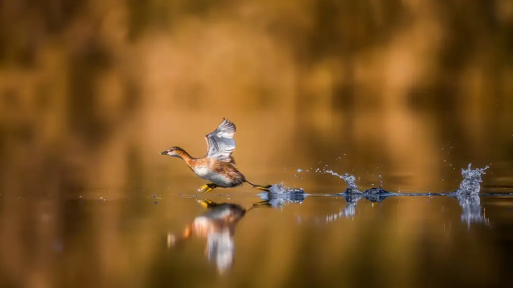 ALnomas, Faisal: Running over The Water