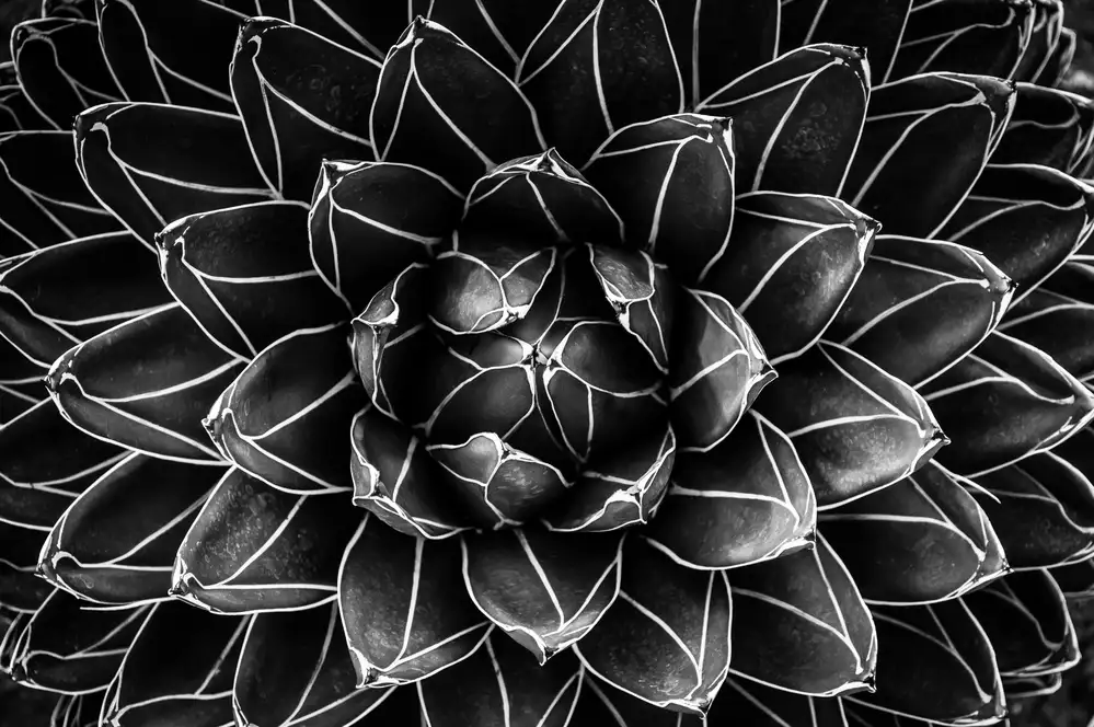 Patrascoiu, Valentina Monica: Mathématiques naturelles