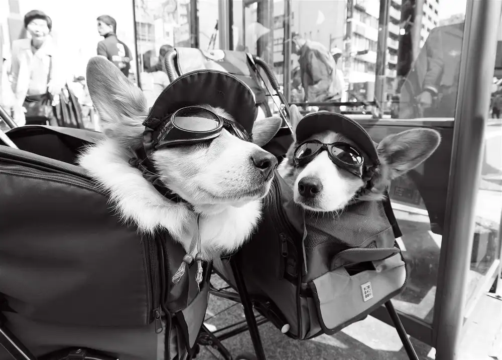 Carniollus, Brut: Du sagst [Gespräch des Corgi]