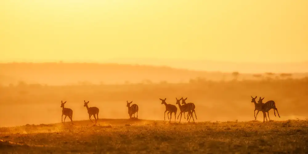 Fan, John: Dem Sonnenuntergang entgegen