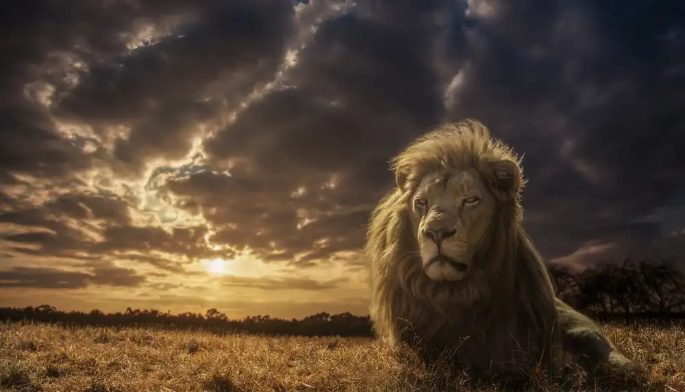 Carvalho, Jackson: Aventuras en Savannah - El Rey León