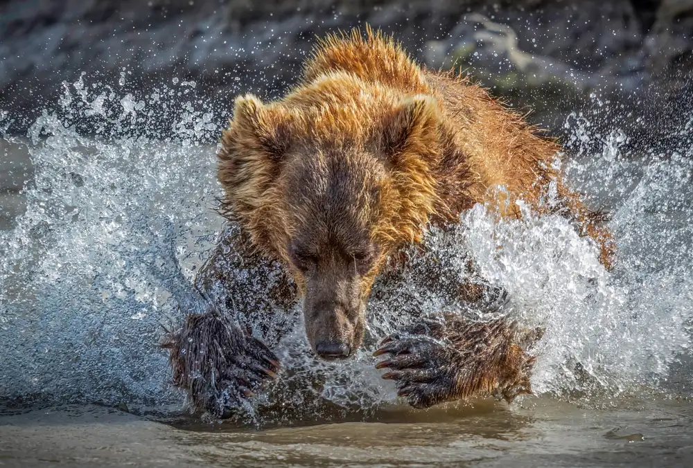 Roshkumar: Bear Action