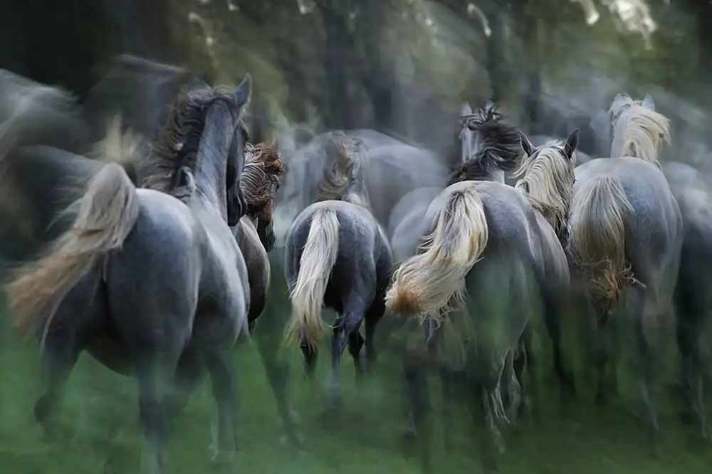 Malovrh, Milan: im Galopp