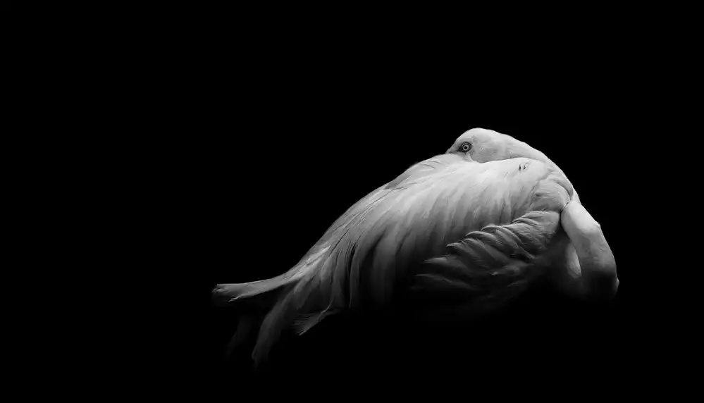 Halil, Andi: Beauty in Dark