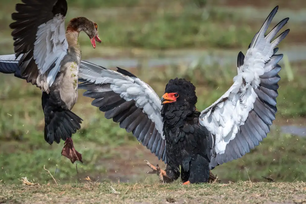 Sink, C. Jeffrey: Die Gans gegen den Adler
