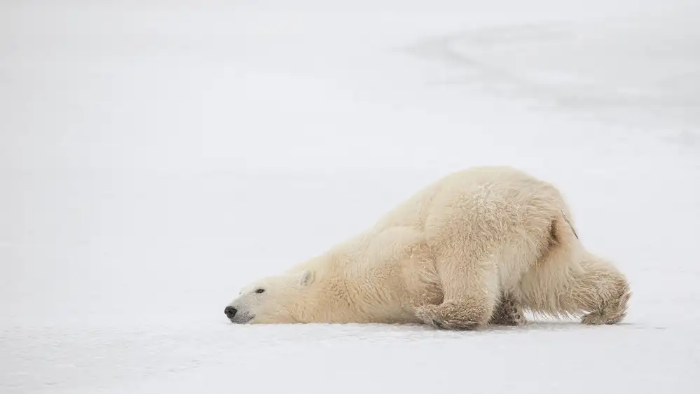 Catta, Alessandro: Sliding Bear