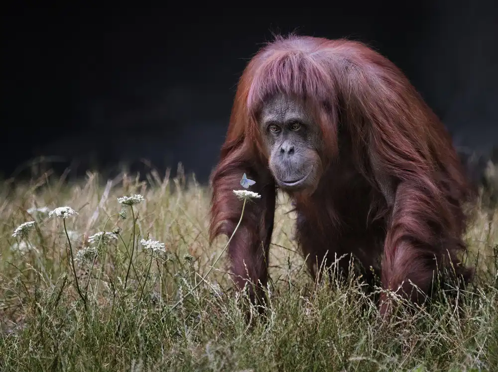 Wilkinson, Hugh: Orang-utan with Butterfly.