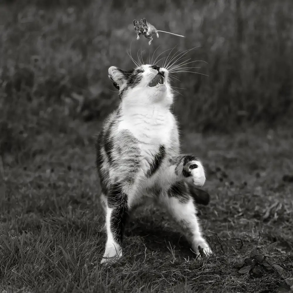 Wilkinson, Hugh: Cat Trap