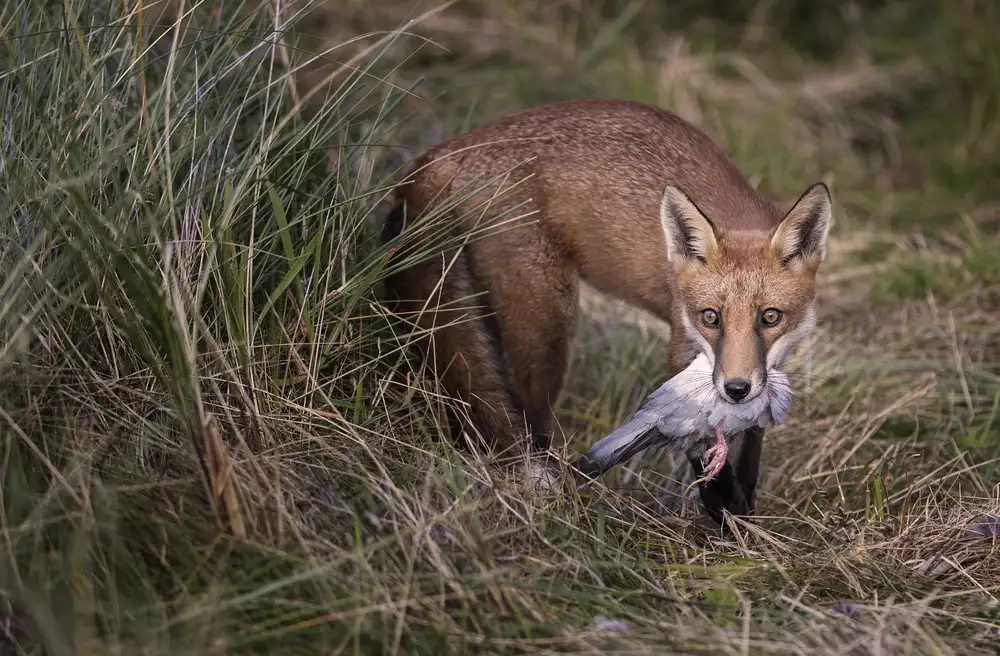 Wilkinson, Hugh: Red Fox with Quarry