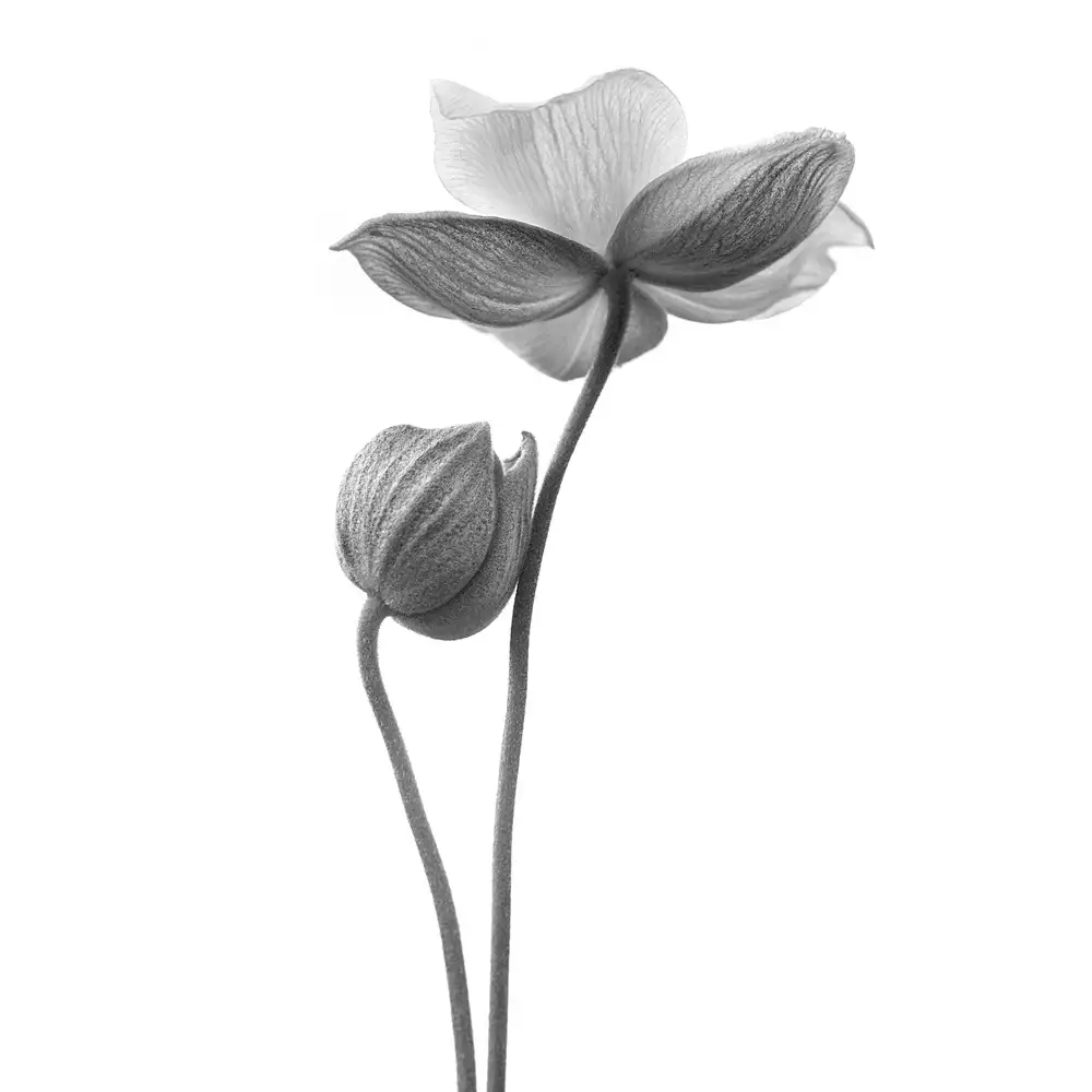 Grønkjær, Lotte: Malý dotek - monochromatický