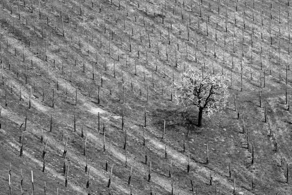 Kravanja, Jure: Promessa di primavera