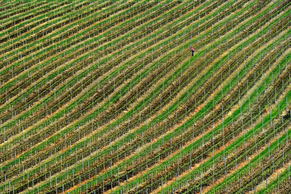 Gasperlin, Izidor: Vineyard