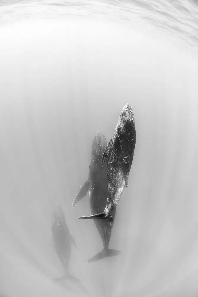 Narchuk, Andrey: Fly