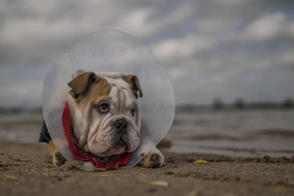 Bosch, den Gert: The Vet gave me this collar...and I am not happy with it!