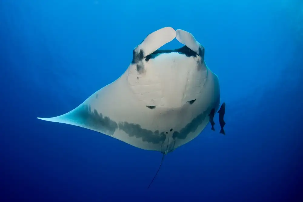 Tov, Ben Ilan: Manta Ray and Remoras