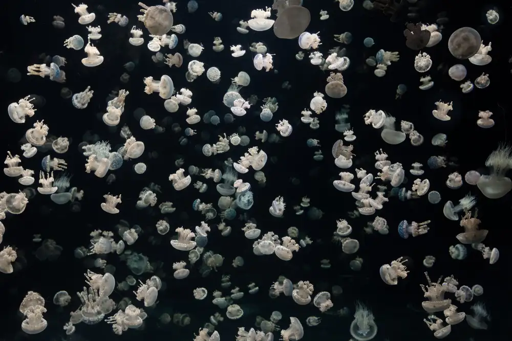 Graf, Sebastian: Just some Jellies