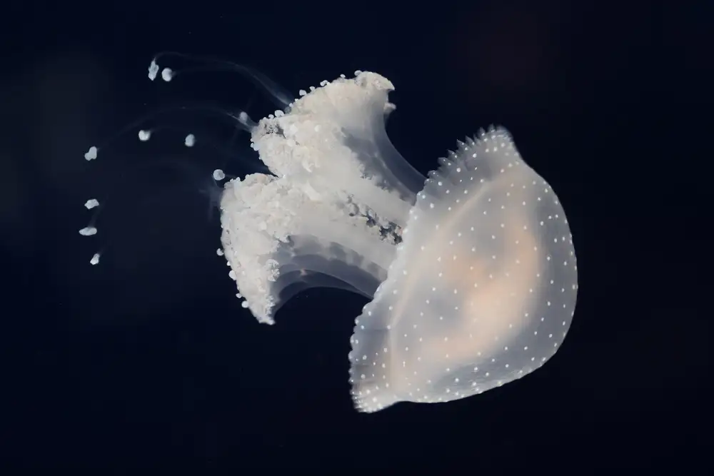 Graf, Sebastian: Jelly