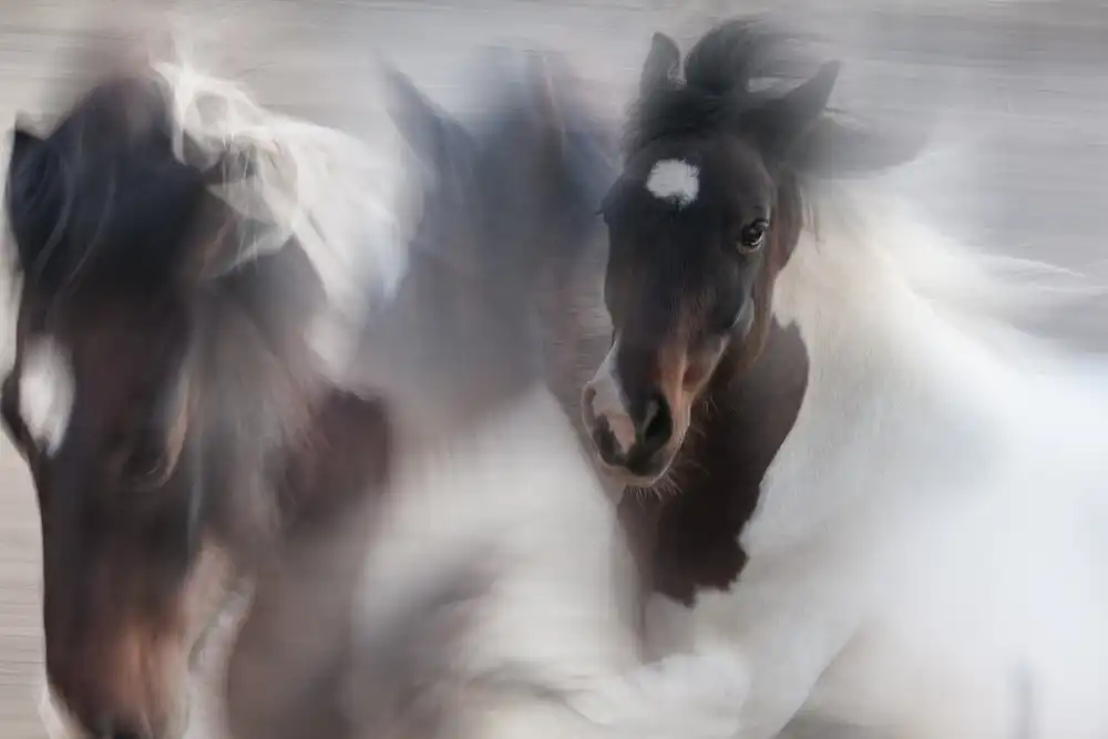 Benezech, Martine: Runaway horse