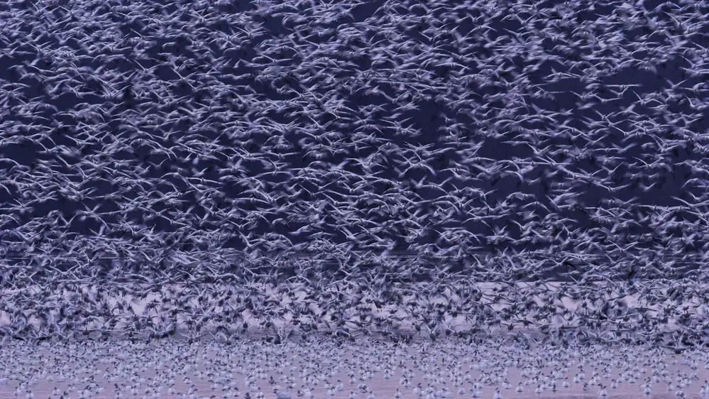 Huang, Tao: Snow Geese