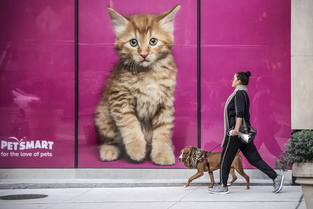 Wride, Linda: Canin félin