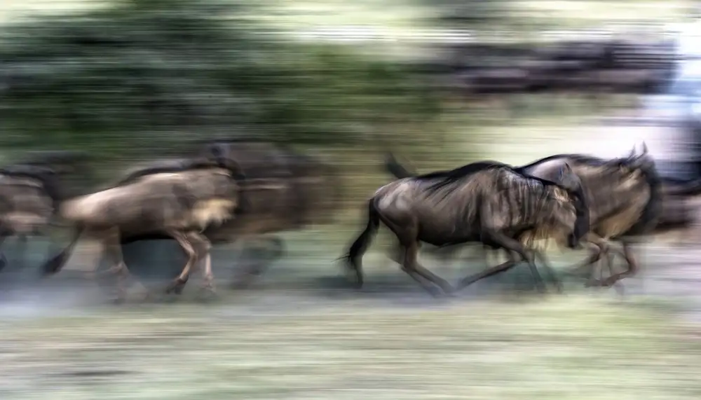 DAmico, Giuseppe: Great migration
