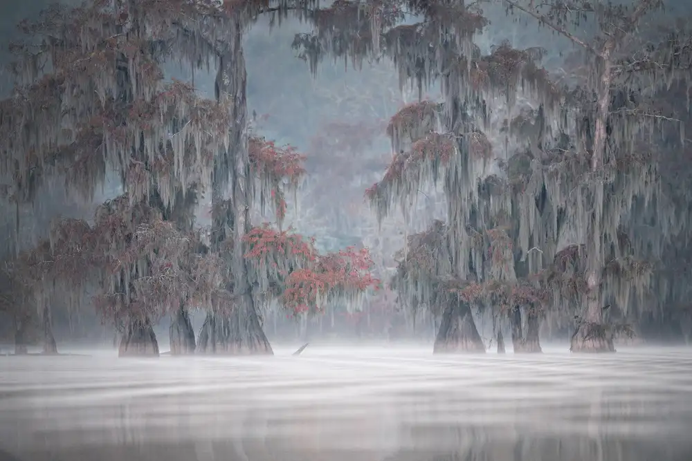 Marchegiani, Roberto: Misty Bayou