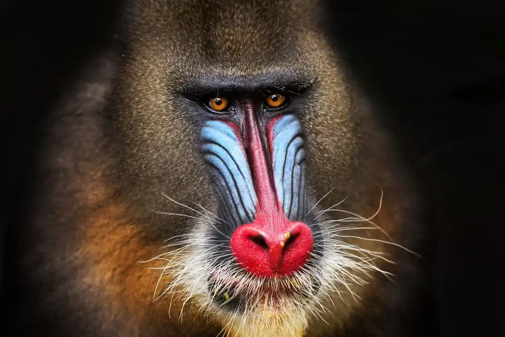 Catta, Alessandro: Wild Mandrill in Black