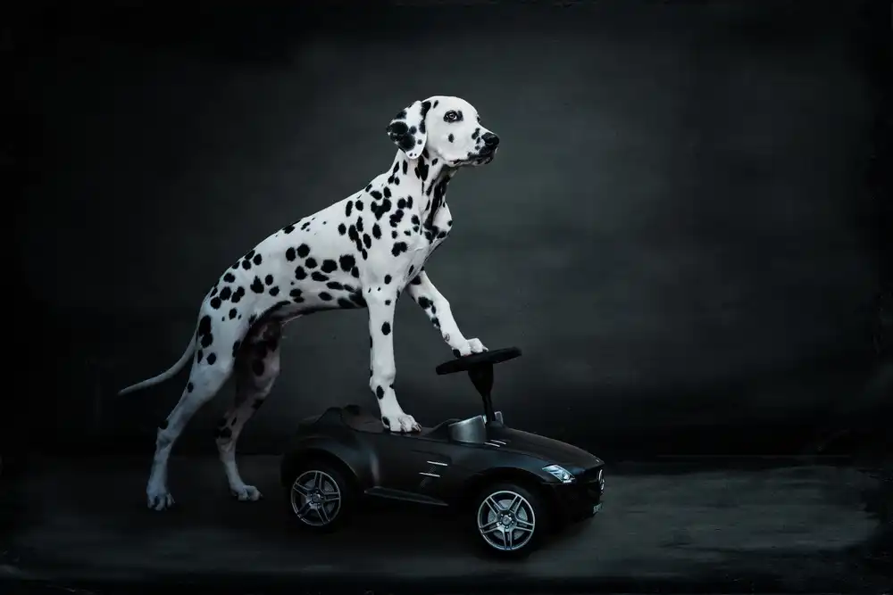 Scherhag, Ute: jeho bobby auto
