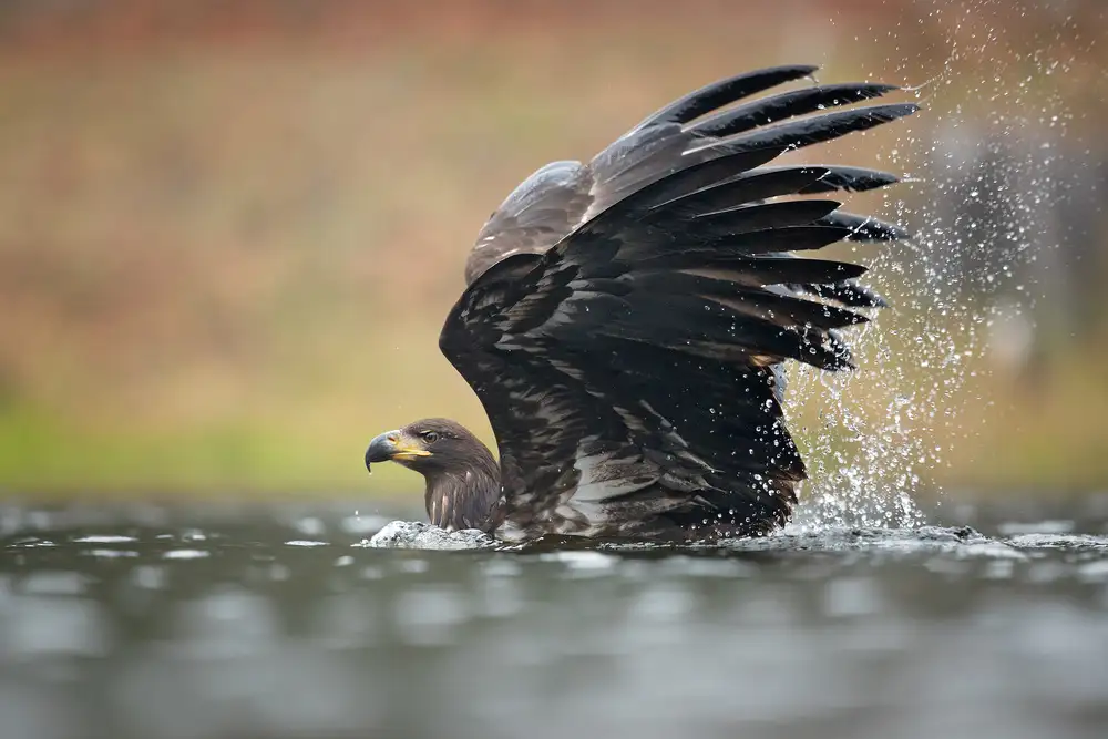 Zygmunt, Milan: Seeadler