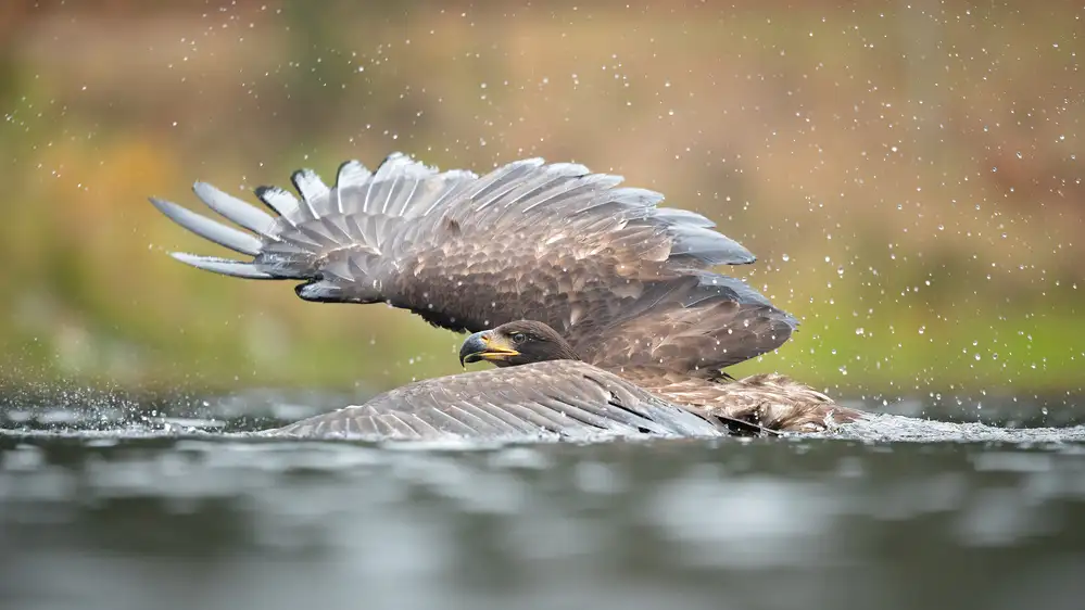 Zygmunt, Milan: Seeadler