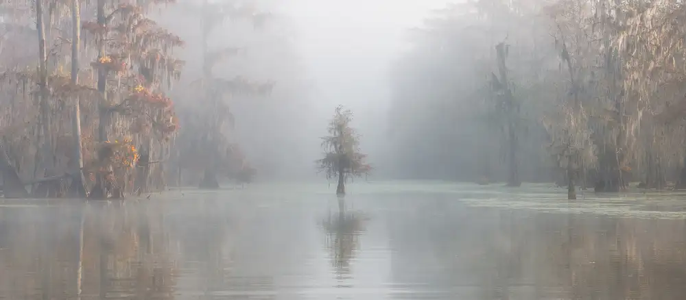 Marchegiani, Roberto: Misty Bayou