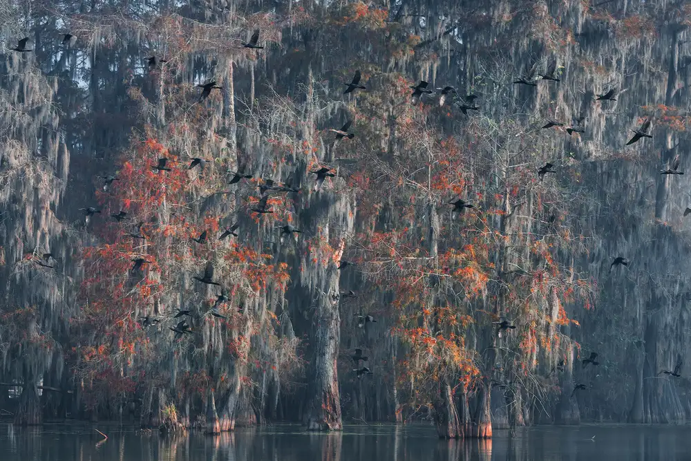 Marchegiani, Roberto: Louisiana