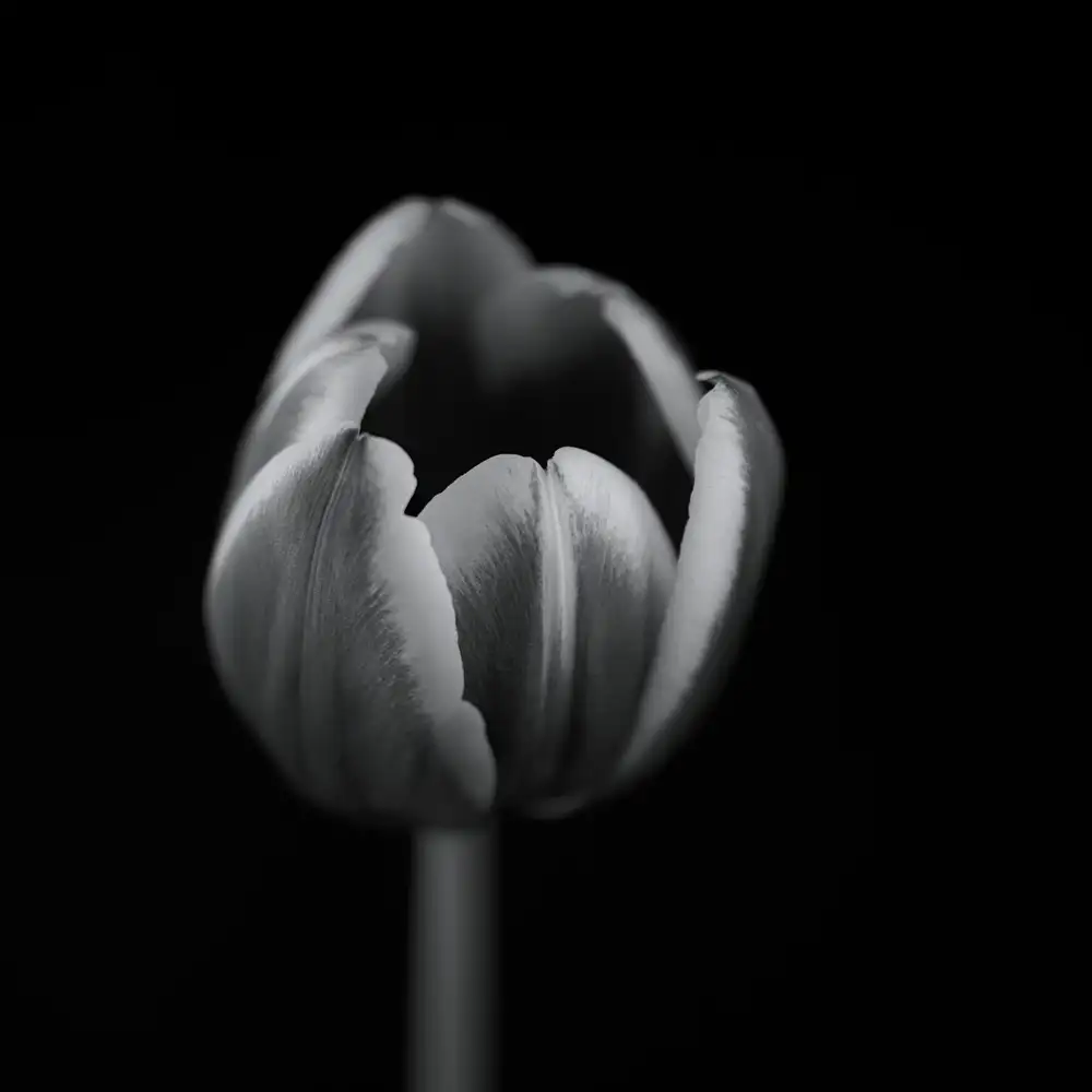 Grønkjær, Lotte: Tulipán v mono