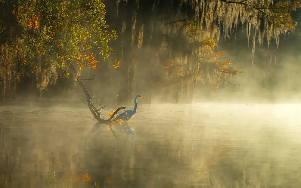 Zhu, Hua: Egret